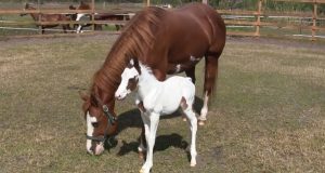 little foal first day outside, baby horse's first day, coconut the rare baby horse, how to make a foal enjoy his first day in life, how to make a horse enjoy his life, how to get a white baby horse,