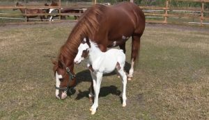 little foal first day outside, baby horse's first day, coconut the rare baby horse, how to make a foal enjoy his first day in life, how to make a horse enjoy his life, how to get a white baby horse,