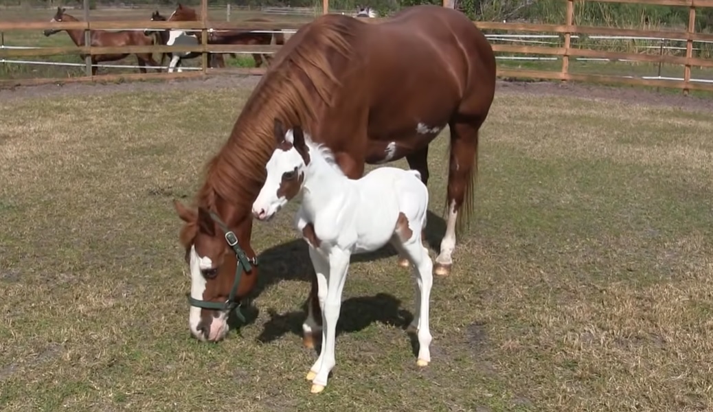 little foal first day outside, baby horse's first day, coconut the rare baby horse, how to make a foal enjoy his first day in life, how to make a horse enjoy his life, how to get a white baby horse,