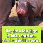 They give a baby Hippo to drink a smoothie