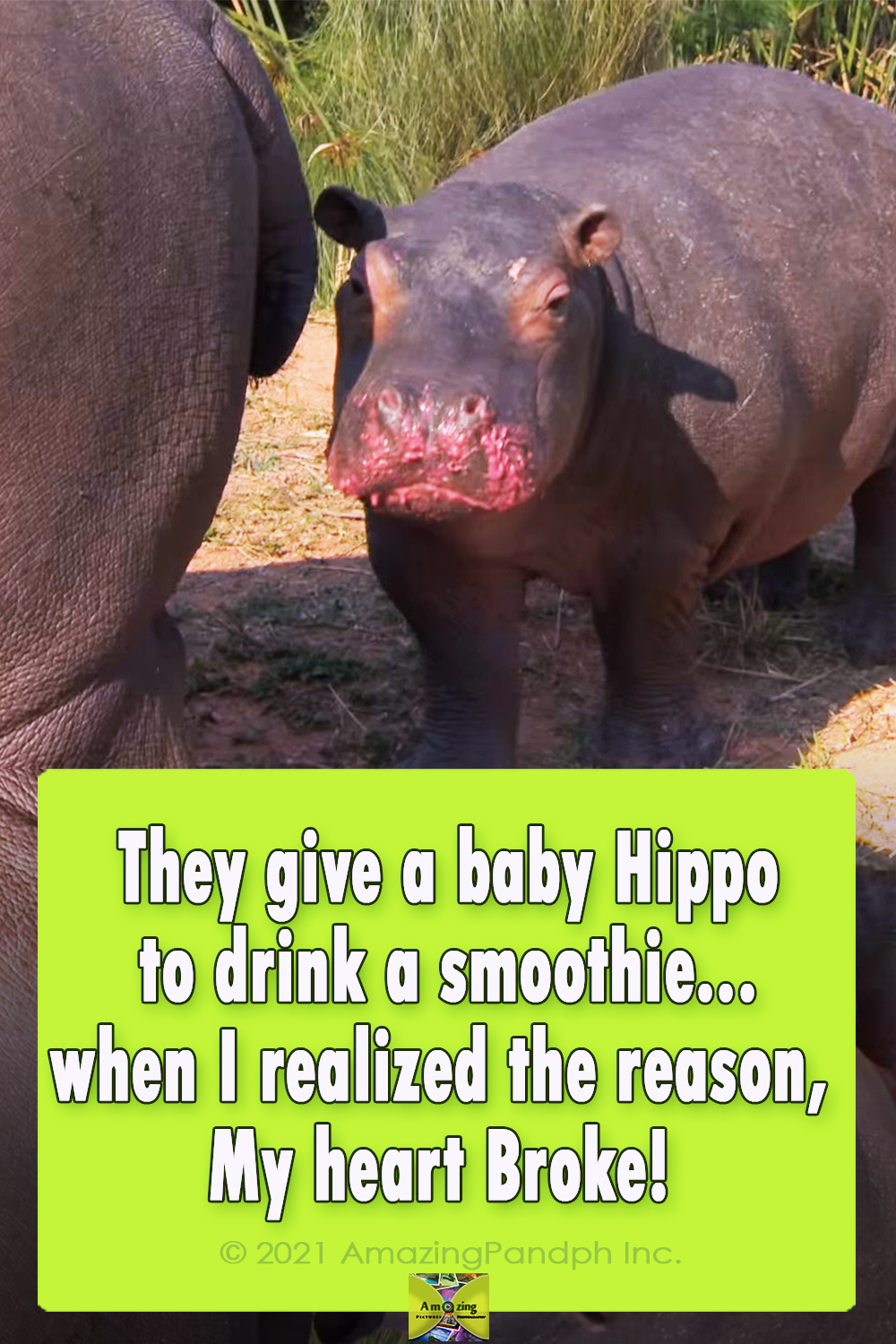 Hippos, nature, animals, wildlife, babies, Africa, adorable,