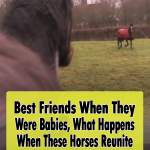 This Horses Reunion Is Heart-Melting