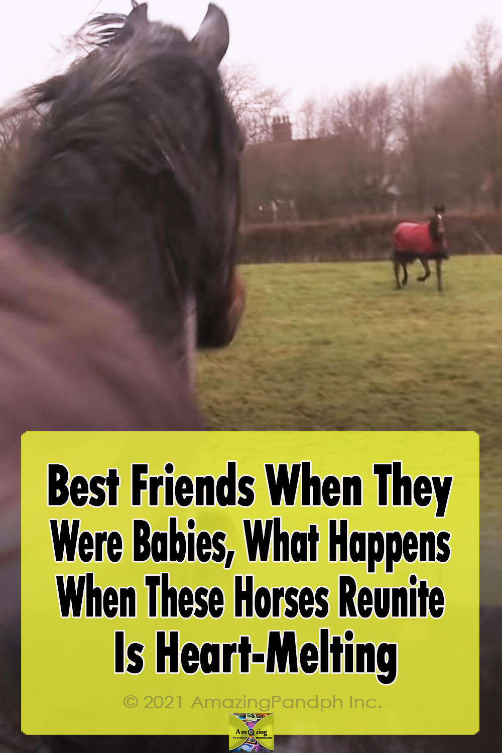 animals reunion, beautiful horses, Horse communication, Horses, Horses Reunion, wonderful animals, farm, emotional,