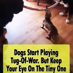 Tiny Dachshund wins epic tug-of-war battle