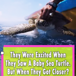 Unique Baby Turtle Rescue