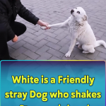 White is a Friendly stray Dog who shakes stranges’s hand