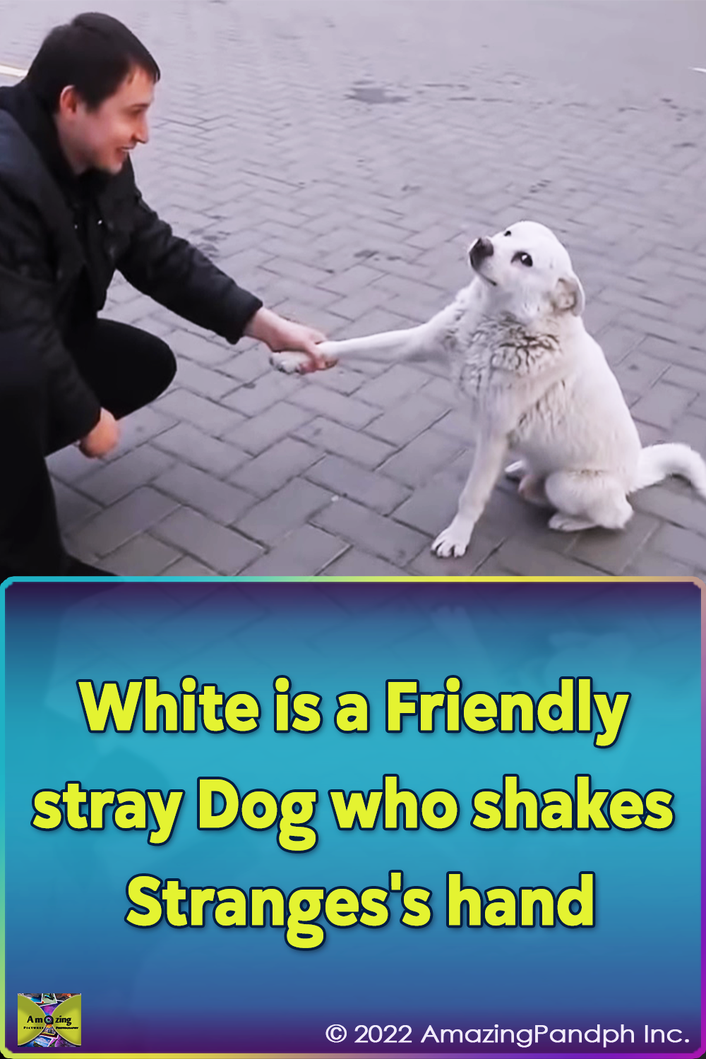 stray dog, friends, white, gas station, dog, homeless, adoption