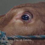 Video thumbnail for youtube video blelq2euv_e