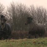 Video thumbnail for youtube video gozq3bpnr0u