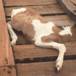 Video thumbnail for youtube video gyeqtlwithc