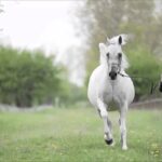 Video thumbnail for youtube video noz_cj2lqhm