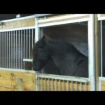 Video thumbnail for youtube video o5snvfeb_kw