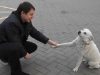 stray dog, friends, white, gas station, dog, homeless, adoption