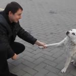 White is a Friendly stray Dog who shakes stranges’s hand