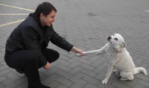 stray dog, friends, white, gas station, dog, homeless, adoption