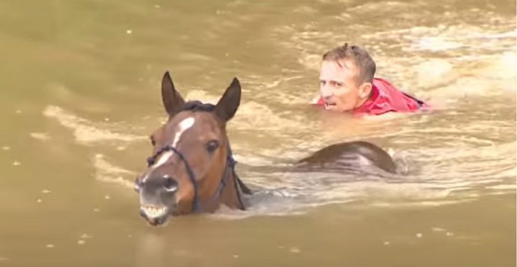 horses, rescue, storie, flood, water, swimming, brave,