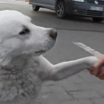 White is a Friendly stray Dog who shakes stranges’s hand