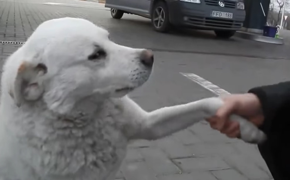 stray dog, friends, white, gas station, dog, homeless, adoption