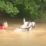 Horses Rescued From Flood Waters