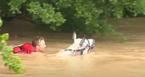 horse, rescue, storie, flood, water, swimming, brave,