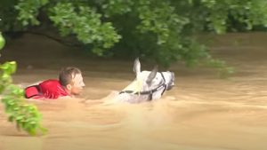 horse, rescue, storie, flood, water, swimming, brave,