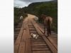 horse, bridge, rescue, mother, storie, animals, wood, road,