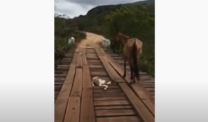 horse, bridge, rescue, mother, storie, animals, wood, road,