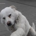 White is a Friendly stray Dog who shakes stranges’s hand