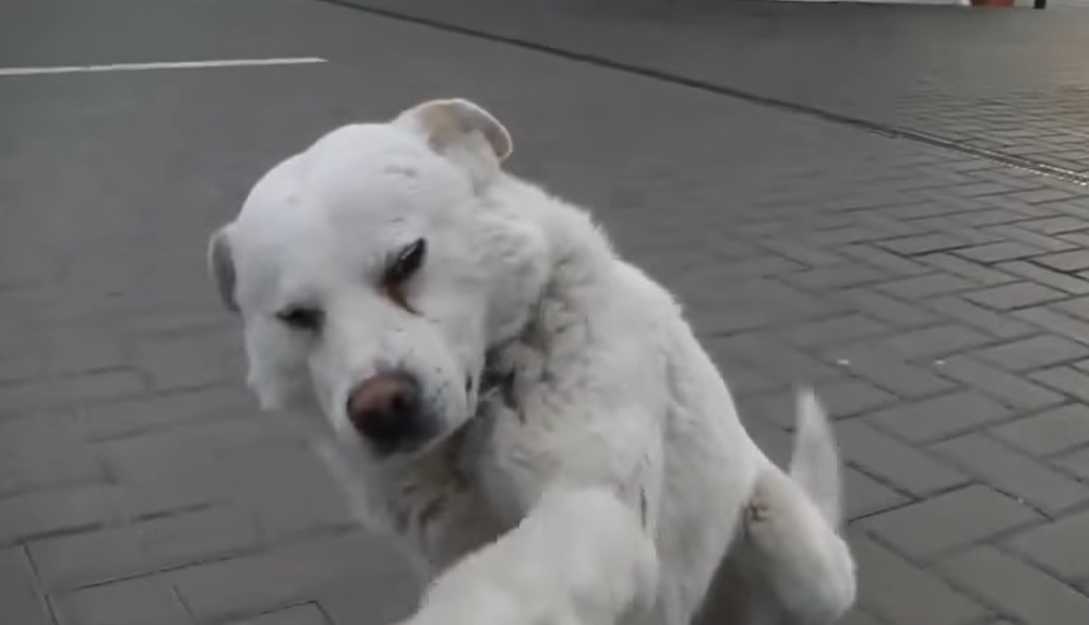 stray dog, friends, white, gas station, dog, homeless, adoption