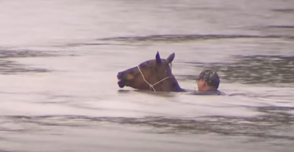 horses, rescue, storie, flood, water, swimming, brave,