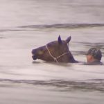 Horses Rescued From Flood Waters