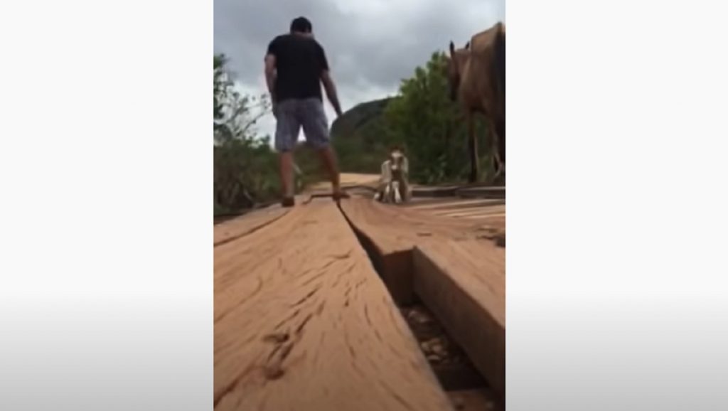 baby horse, bridge, rescue, mother, storie, animals, wood, road,