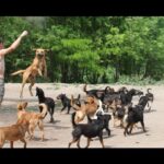 Video thumbnail for youtube video uijmbbumg7y