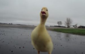 Duck, funny, running duck, rain, Charley, run,morning ritual,funny animals,funny duckling,cute animals,adorable animals,bird,domestic animals
