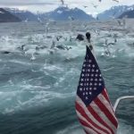 This Man was Filming Seagulls but Captures Once-In-A-Lifetime Event