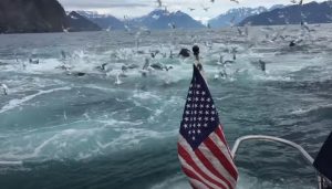 Humpback Whales, Feeding, Seward Alaska, Ressurection Bay, Brad Rich, Tony Flanders, Jenna Rich, Shelia Somahkawahho