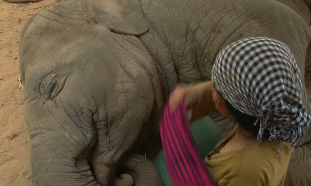 Elephant Nature Park, Chiang Mai, Thailand, caretaker, Lek, Faa Mai, lullaby, bond, sanctuary, compassion, heartwarming.