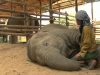 Elephant Nature Park, Chiang Mai, Thailand, caretaker, Lek, Faa Mai, lullaby, bond, sanctuary, compassion, heartwarming.