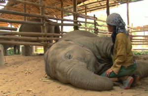 Elephant Nature Park, Chiang Mai, Thailand, caretaker, Lek, Faa Mai, lullaby, bond, sanctuary, compassion, heartwarming.