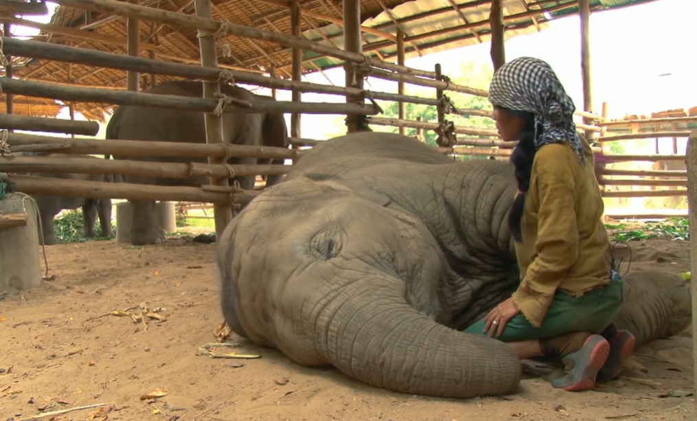 Elephant Nature Park, Chiang Mai, Thailand, caretaker, Lek, Faa Mai, lullaby, bond, sanctuary, compassion, heartwarming.