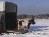 Shetland Ponies Rescue, Hillside Shire Horse Sanctuary, Pregnant Mare Care, Animal Rescue Stories, Equine Rehabilitation Center, Community Animal Support, Horse Sanctuary Adoption, Rescue Mission for Horses, Inspirational Animal Tales, Compassionate Animal Care