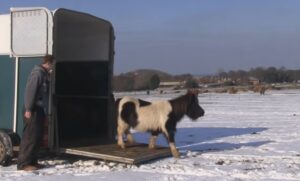 Shetland Ponies Rescue, Hillside Shire Horse Sanctuary, Pregnant Mare Care, Animal Rescue Stories, Equine Rehabilitation Center, Community Animal Support, Horse Sanctuary Adoption, Rescue Mission for Horses, Inspirational Animal Tales, Compassionate Animal Care