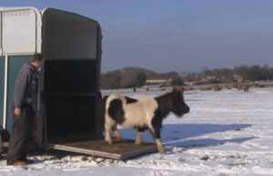 Shetland Ponies Rescue, Hillside Shire Horse Sanctuary, Pregnant Mare Care, Animal Rescue Stories, Equine Rehabilitation Center, Community Animal Support, Horse Sanctuary Adoption, Rescue Mission for Horses, Inspirational Animal Tales, Compassionate Animal Care