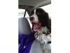 Springer Spaniel, Squirrel, Car, Dog's Reaction, Priceless Moment, Pet Behavior, Spaniel's Instinct, Animal Chase, Canine Curiosity, Hunting Drive