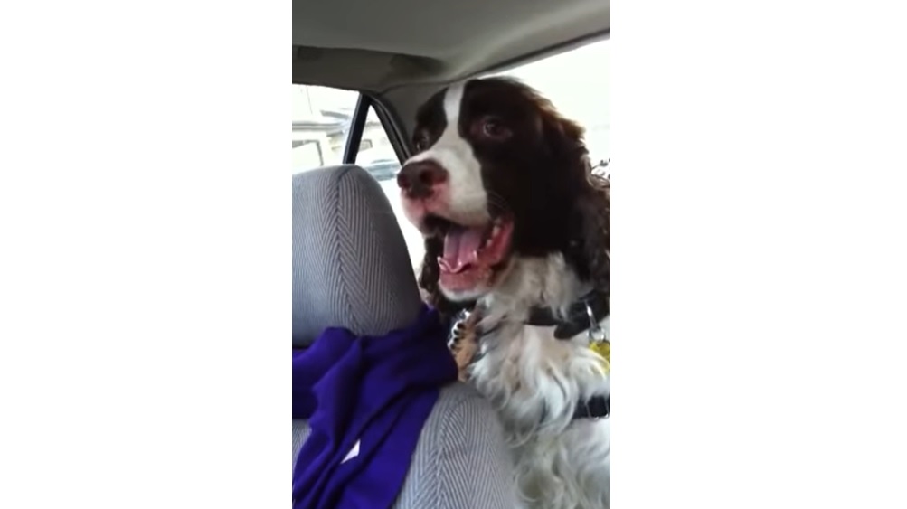 Springer Spaniel, Squirrel, Car, Dog's Reaction, Priceless Moment, Pet Behavior, Spaniel's Instinct, Animal Chase, Canine Curiosity, Hunting Drive