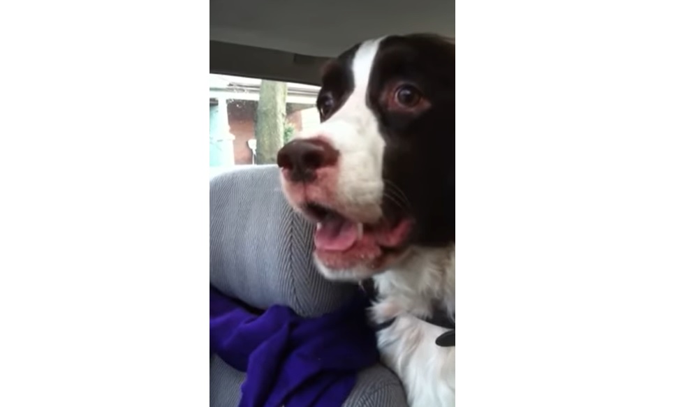 Springer Spaniel, Squirrel, Car, Reaction, Priceless Moment, Pet Behavior, Spaniel's Instinct, Animal Chase, Canine Curiosity, Hunting Drive, dog's reaction