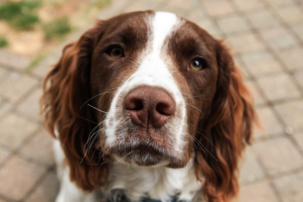 Springer Spaniel, Squirrel, Car, Reaction, Priceless Moment, Pet Behavior, Spaniel's Instinct, Animal Chase, Canine Curiosity, Hunting Drive, dog's reaction