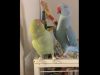 Indian Ringneck parakeets, Gabriel and Fabio, funny birds, parakeet sounds, parakeet conversations, parrot siblings, humorous parrots, bird communication, parakeet bonding, cute bird antics