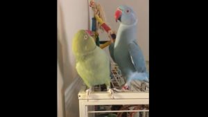 Indian Ringneck parakeets, Gabriel and Fabio, funny birds, parakeet sounds, parakeet conversations, parrot siblings, humorous parrots, bird communication, parakeet bonding, cute bird antics