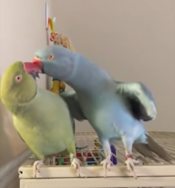 Indian Ringneck parakeets, Gabriel and Fabio, funny birds, parakeet sounds, parakeet conversations, parrot siblings, humorous parrots, bird communication, parakeet bonding, cute bird antics